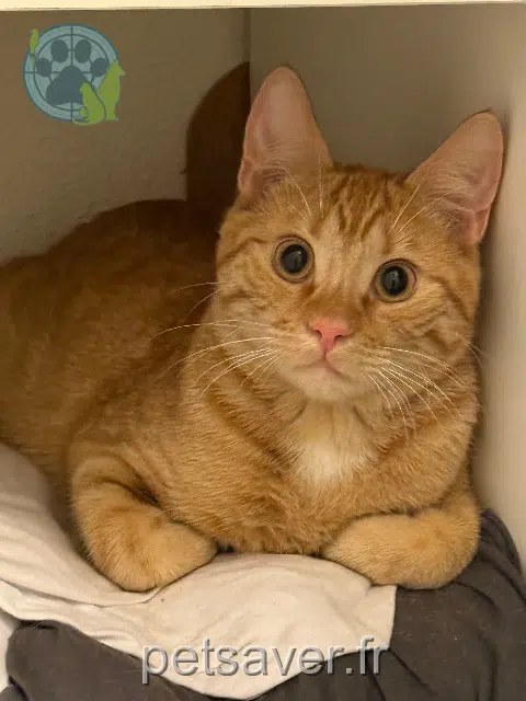 cat lost   68240 Kaysersberg-Vignoble Canna