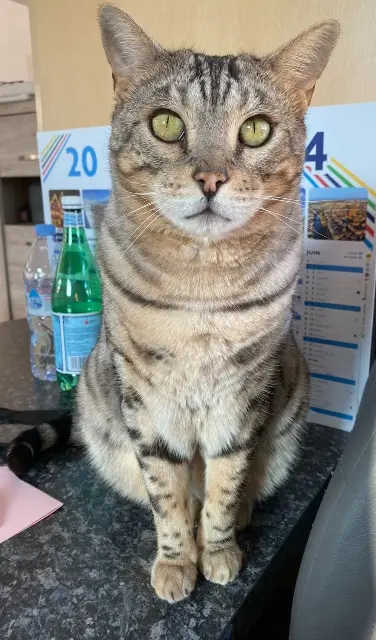 chat lost   68270 Wittenheim Kicia