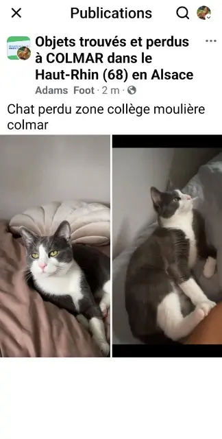 chat lost   68000 Colmar Kiwi