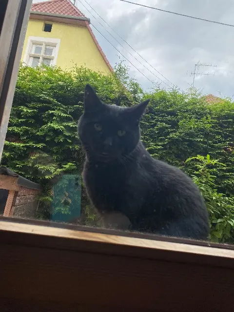 chat lost   68720 Flaxlanden Koko
