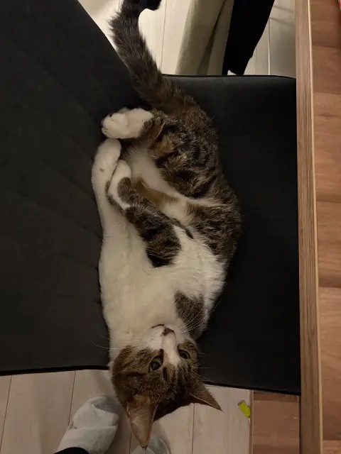 chat lost   68480 Ferrette Kono