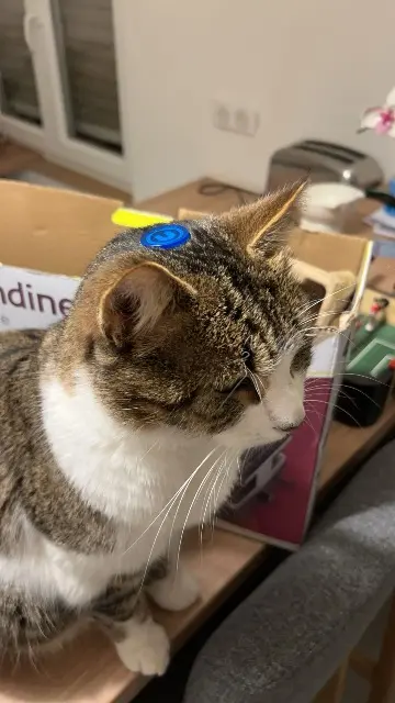 chat lost   68480 Ferrette Kono
