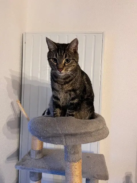 chat lost   68125 Houssen Koopa