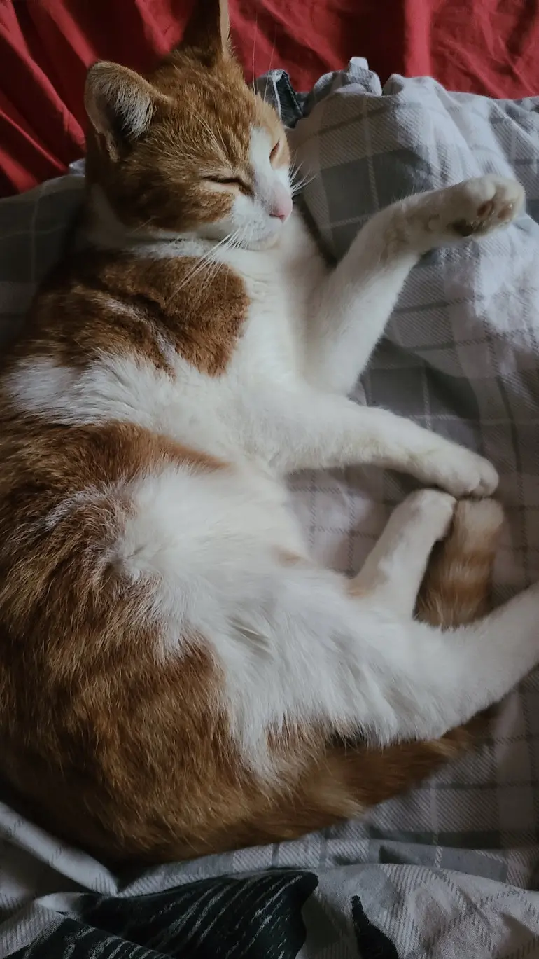 Chat Perdu 68 Haut-Rhin - Kovu Chat Perdu 68 Haut-Rhin - Kovu