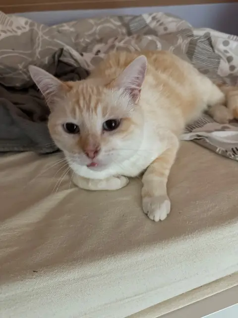 chat lost   68720 Spechbach Latte
