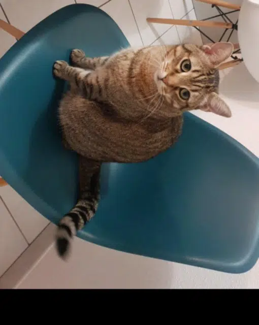 chat lost   68540 Bollwiller Leo