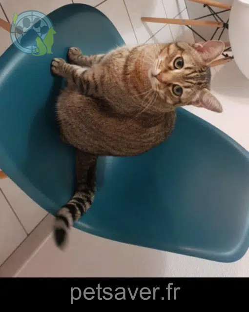 cat lost 68540 Bollwiller Leo cat lost 68540 Bollwiller Leo