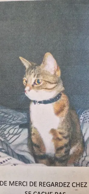 chat lost   68600 Obersaasheim Leo