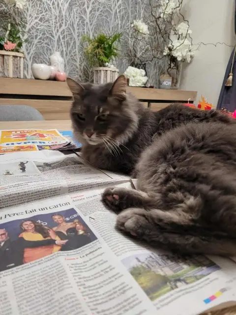 chat lost   68290 Lauw Leon