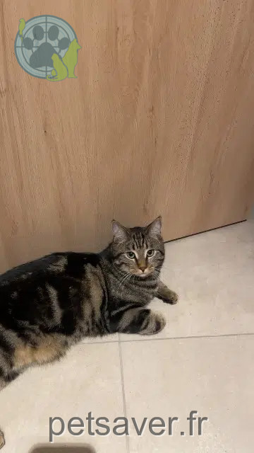 chat lost   68480 Courtavon Loki