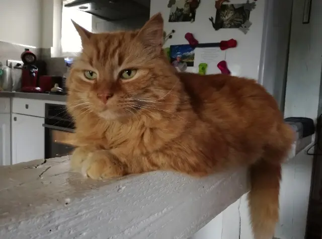 chat lost   68790 Morschwiller-le-Bas Looping