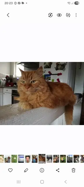 chat lost   68790 Morschwiller-le-Bas Looping