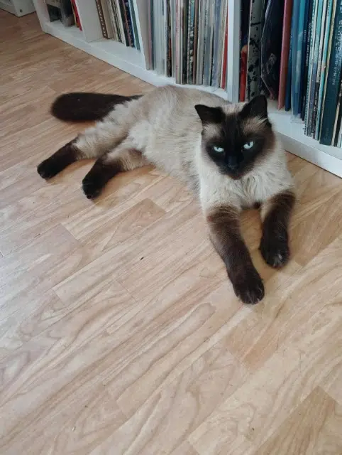 chat lost   68520 Burnhaupt-le-Haut Loustik