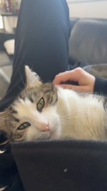 chat lost   68220 Knœringue Lucky