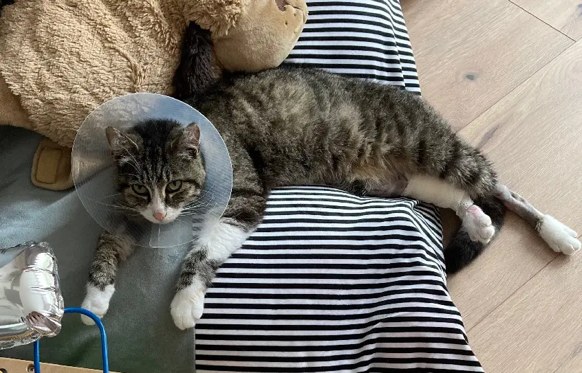 Chat Perdu 68 Haut-Rhin - Malo Chat Perdu 68 Haut-Rhin - Malo