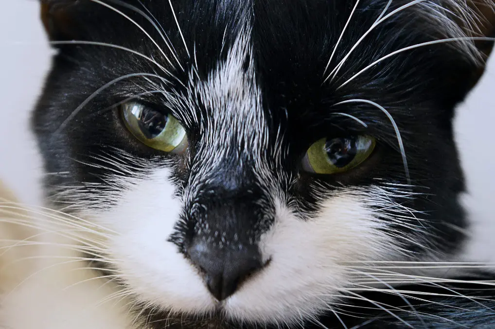 Chat Perdu 68 Haut-Rhin - Malo Chat Perdu 68 Haut-Rhin - Malo