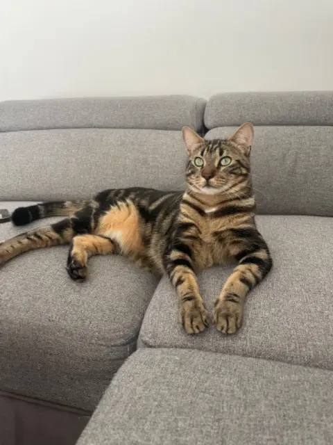 chat lost   68600 Heiteren Many