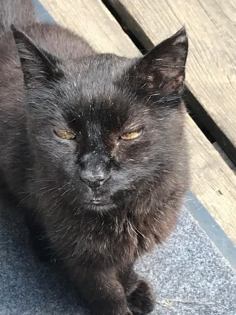 chat lost   68400 Riedisheim Maou