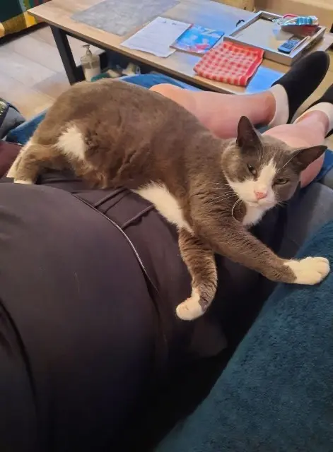 chat lost   68320 Artzenheim Mario