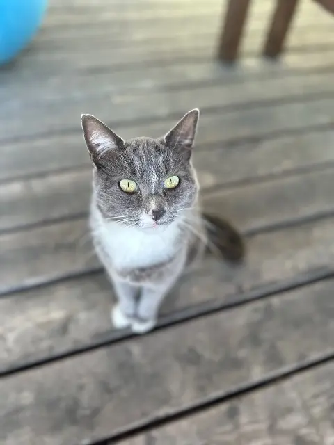 chat lost   68130 Aspach Marius