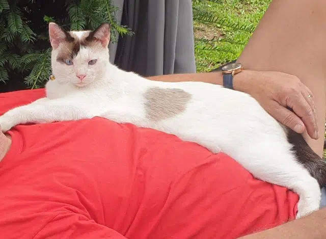 chat lost   68150 Ribeauvillé Mauger