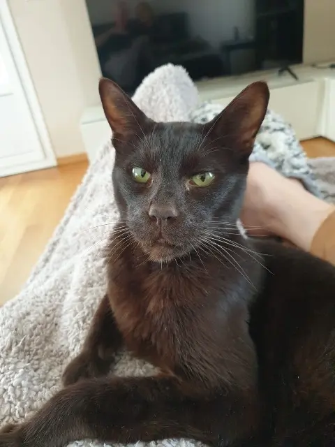 gato perdido 68510 Sierentz Meheve gato lost 68510 Sierentz Meheve