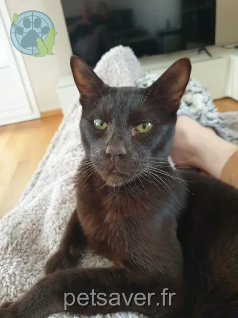 cat lost 68510 Sierentz Meheve cat lost 68510 Sierentz Meheve