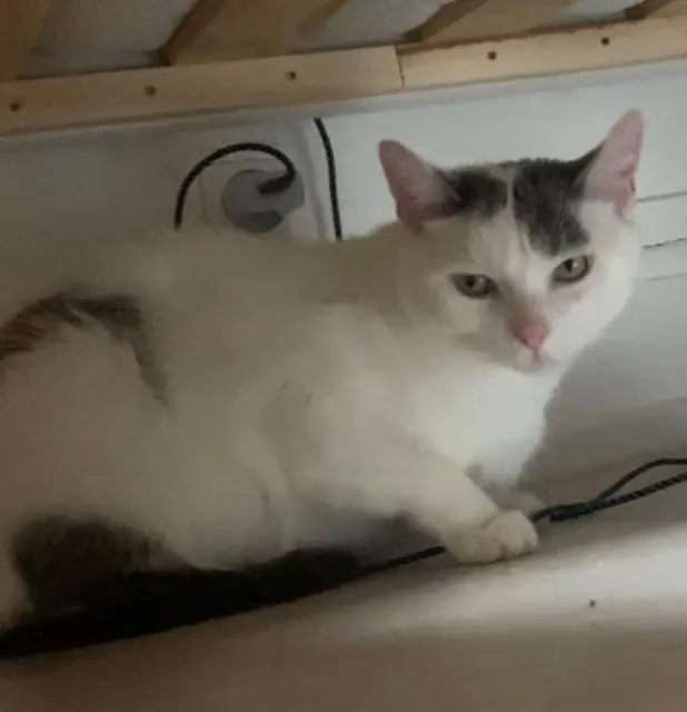 kater vermist 68300 Saint-Louis Mika kater lost 68300 Saint-Louis Mika