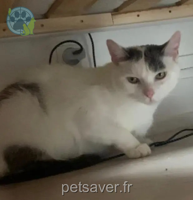 gatto perso 68300 Saint-Louis Mika gatto lost 68300 Saint-Louis Mika