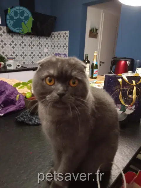 chat lost 68440 Eschentzwiller Milo