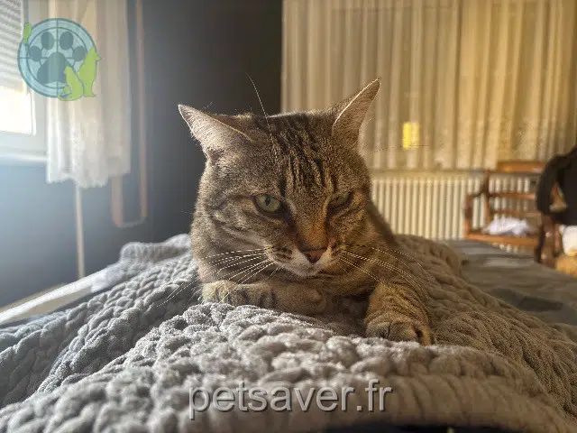 gatto lost 68390 Baldersheim Minou