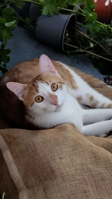 chat lost   68000 Colmar Minou