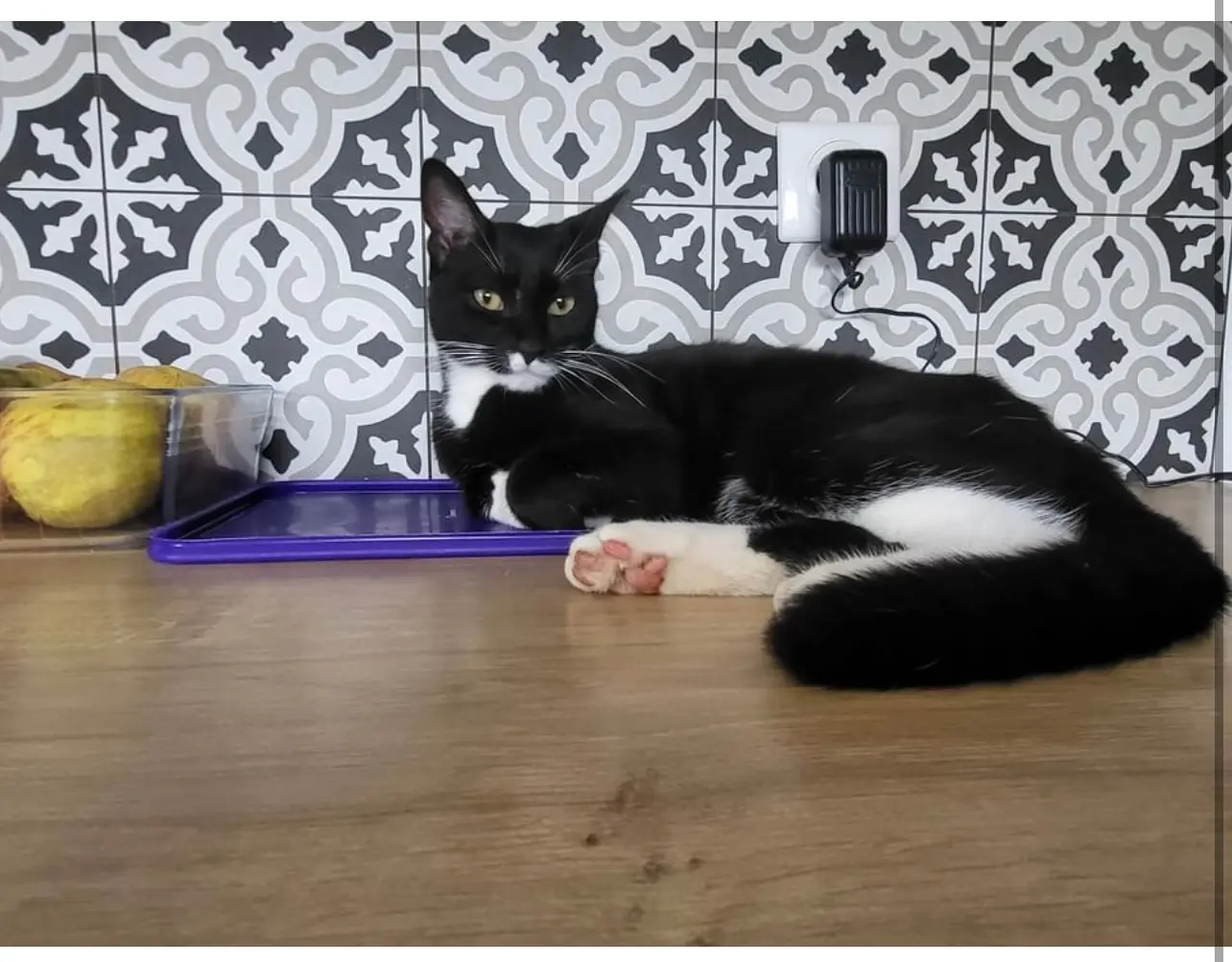 Chat Perdu 68 Haut-Rhin - Minus Chat Perdu 68 Haut-Rhin - Minus