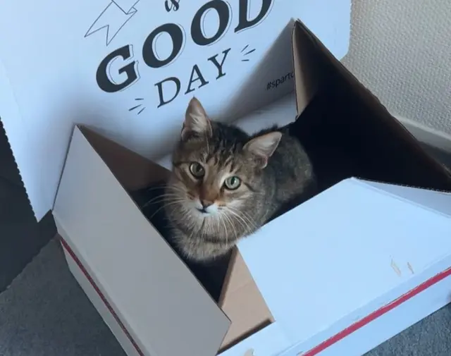 chat lost   68170 Rixheim Missy