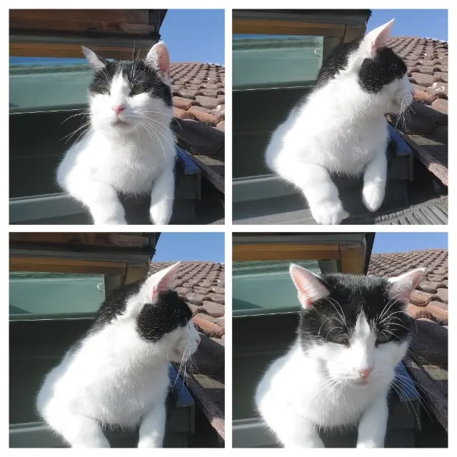chat lost   68160 Sainte-Marie-aux-Mines mister patoune