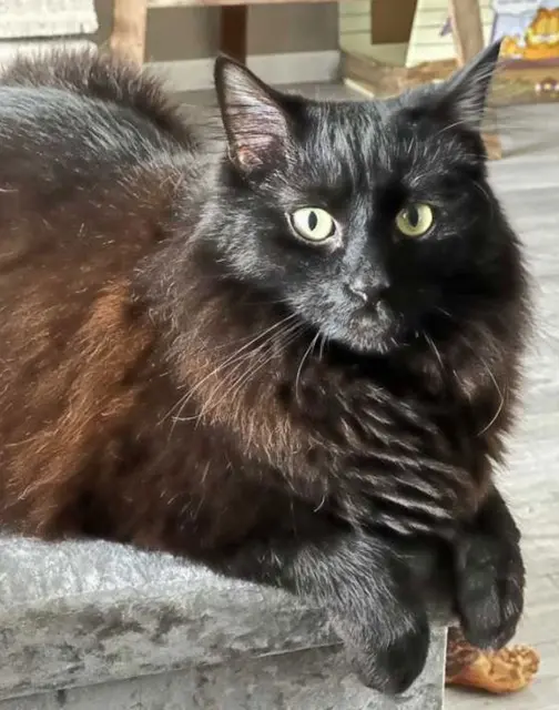 chat lost   68000 Colmar Misère