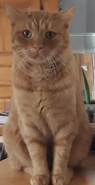 chat lost    Wintzenheim Mojito