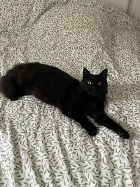 chat lost   68000 Colmar MOKA