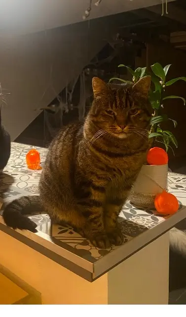 chat lost   68210 Chavannes-sur-l'Étang Momo
