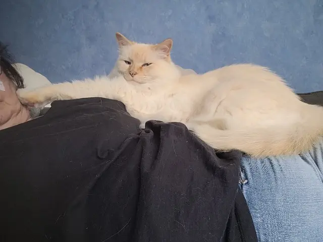 chat lost   68400 Riedisheim Mozart