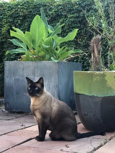 chat lost    Mulhouse Bibou