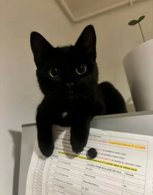 chat lost    Mulhouse BLUE