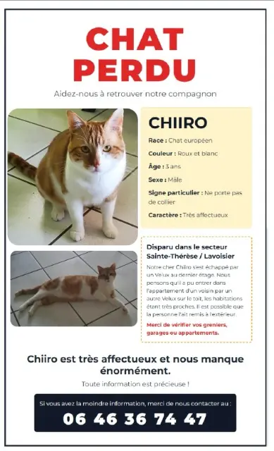 chat lost    Mulhouse Chiiro