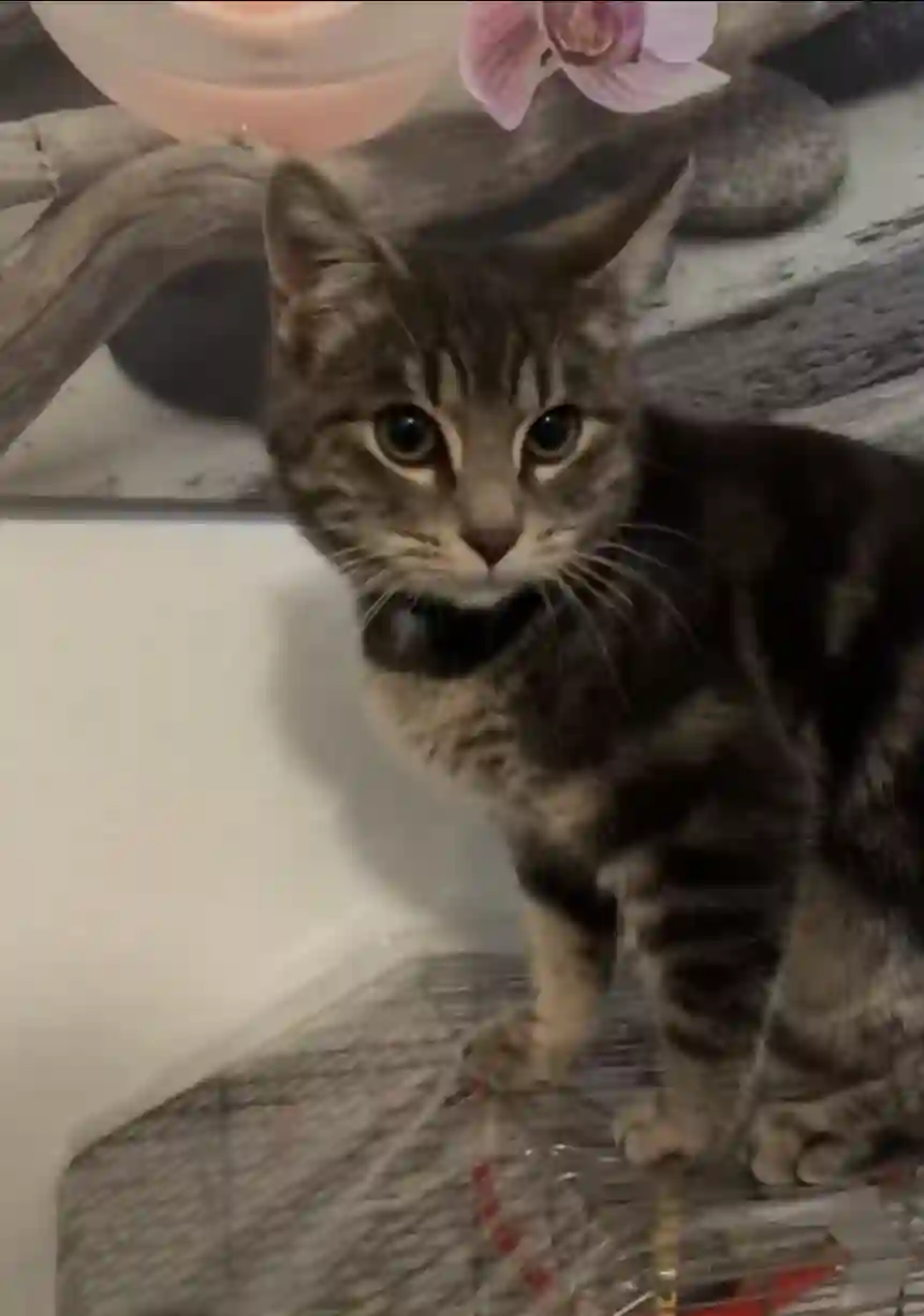 Chat Perdu 68 Haut-Rhin Mulhouse - Duman Chat Perdu 68 Haut-Rhin Mulhouse - Duman