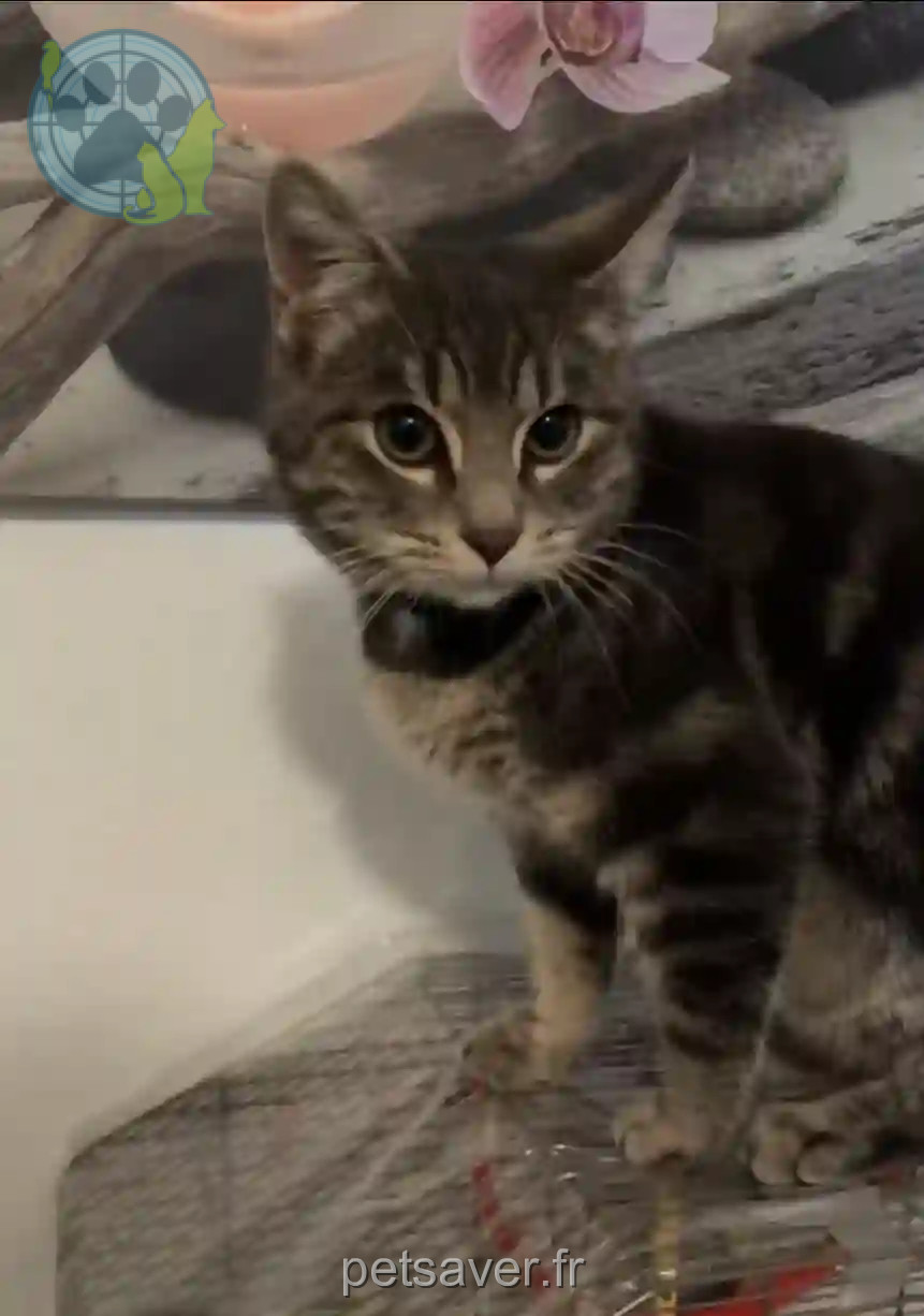 Chat Perdu 68 Haut-Rhin Mulhouse - Duman Chat Perdu 68 Haut-Rhin Mulhouse - Duman