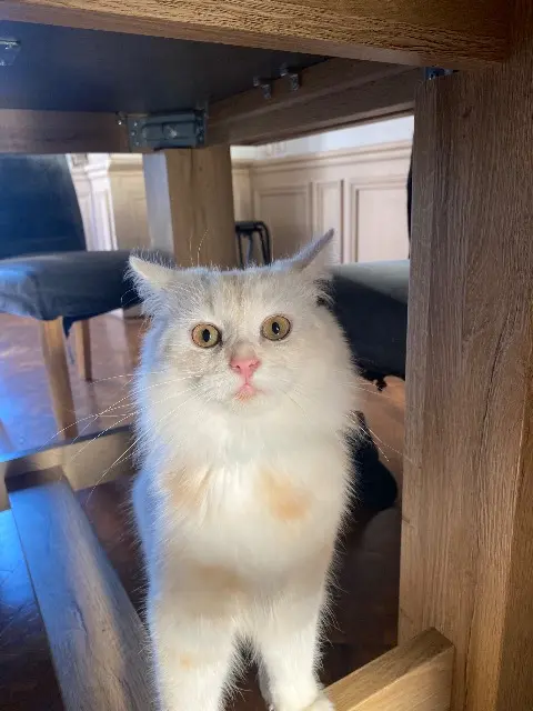 cat lost Mulhouse Gojo cat lost Mulhouse Gojo