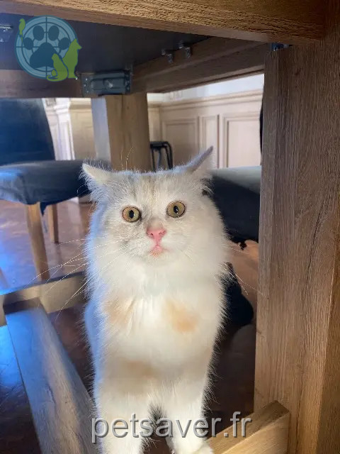 gato perdido Mulhouse Gojo gato lost Mulhouse Gojo