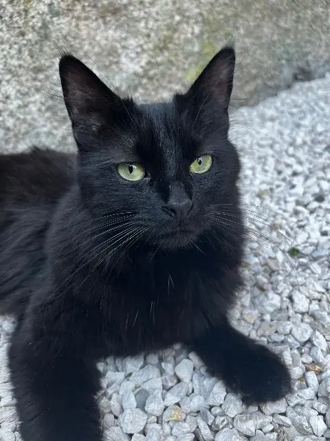 chat lost    Mulhouse Joey