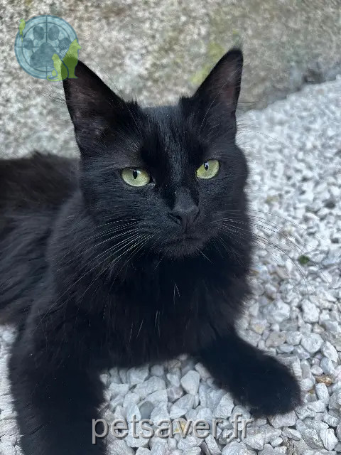gato perdido Mulhouse Joey gato lost Mulhouse Joey
