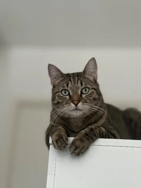 chat lost    Mulhouse Kiwi